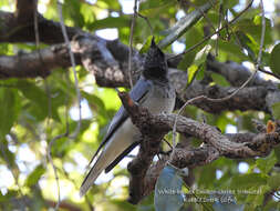 Image of Coracina papuensis robusta (Latham 1801)