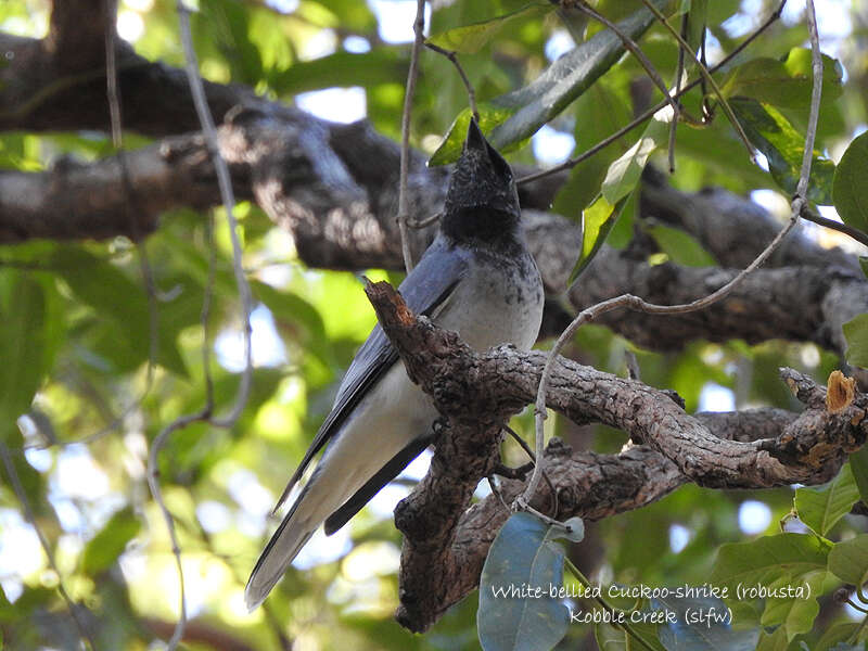 Coracina papuensis robusta (Latham 1801) resmi