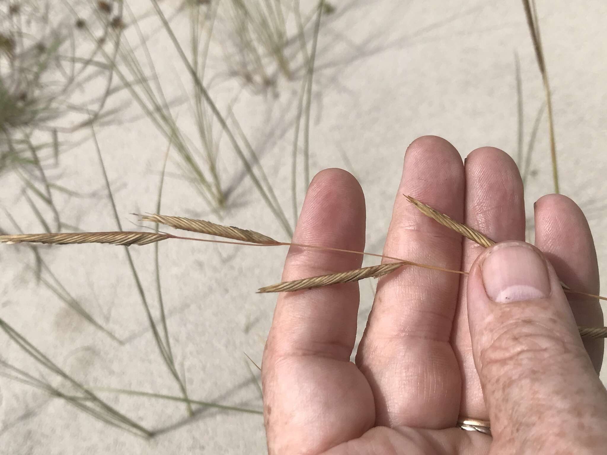 Image of saltmeadow cordgrass