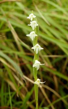 Слика од Habenaria heyneana Lindl.