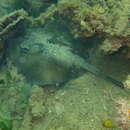 Image of Coastal stingaree