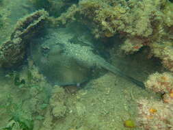 Image of Coastal stingaree