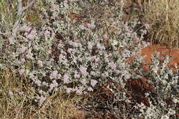 Image of Ptilotus obovatus (Gaudich.) F. Müll.