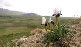 صورة Iris paradoxa Steven