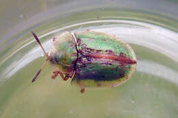 Imagem de Cassida (Cassida) vibex Linnaeus 1767