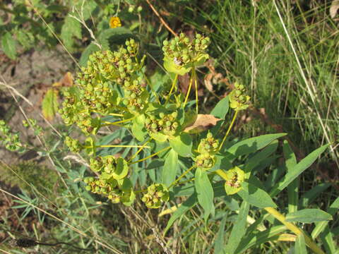 Image of Euphorbia stepposa Zoz ex Prokh.