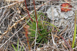 Image of Stylidium lineare Sw. ex Willd.