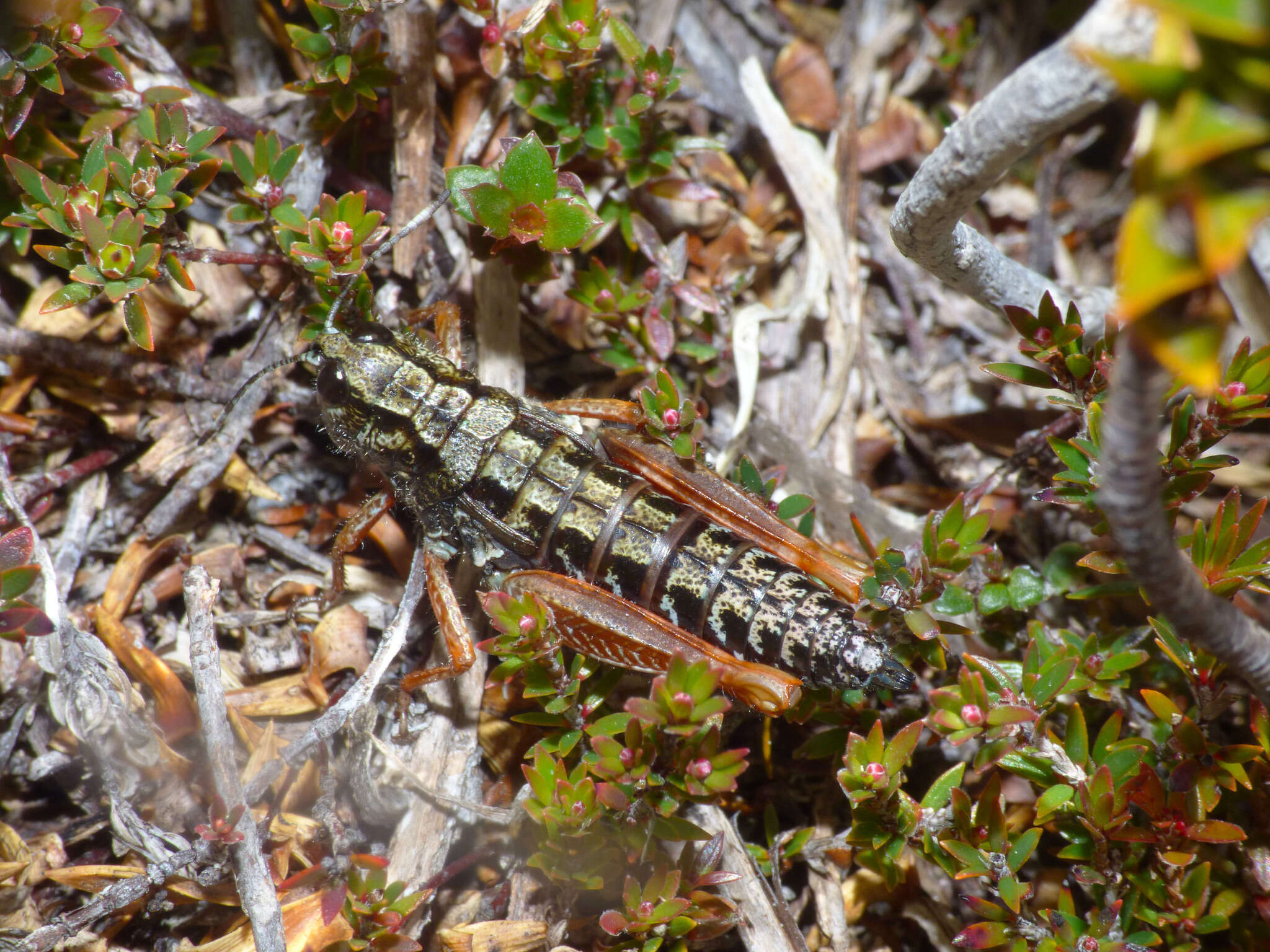 Image of Tasmanalpina