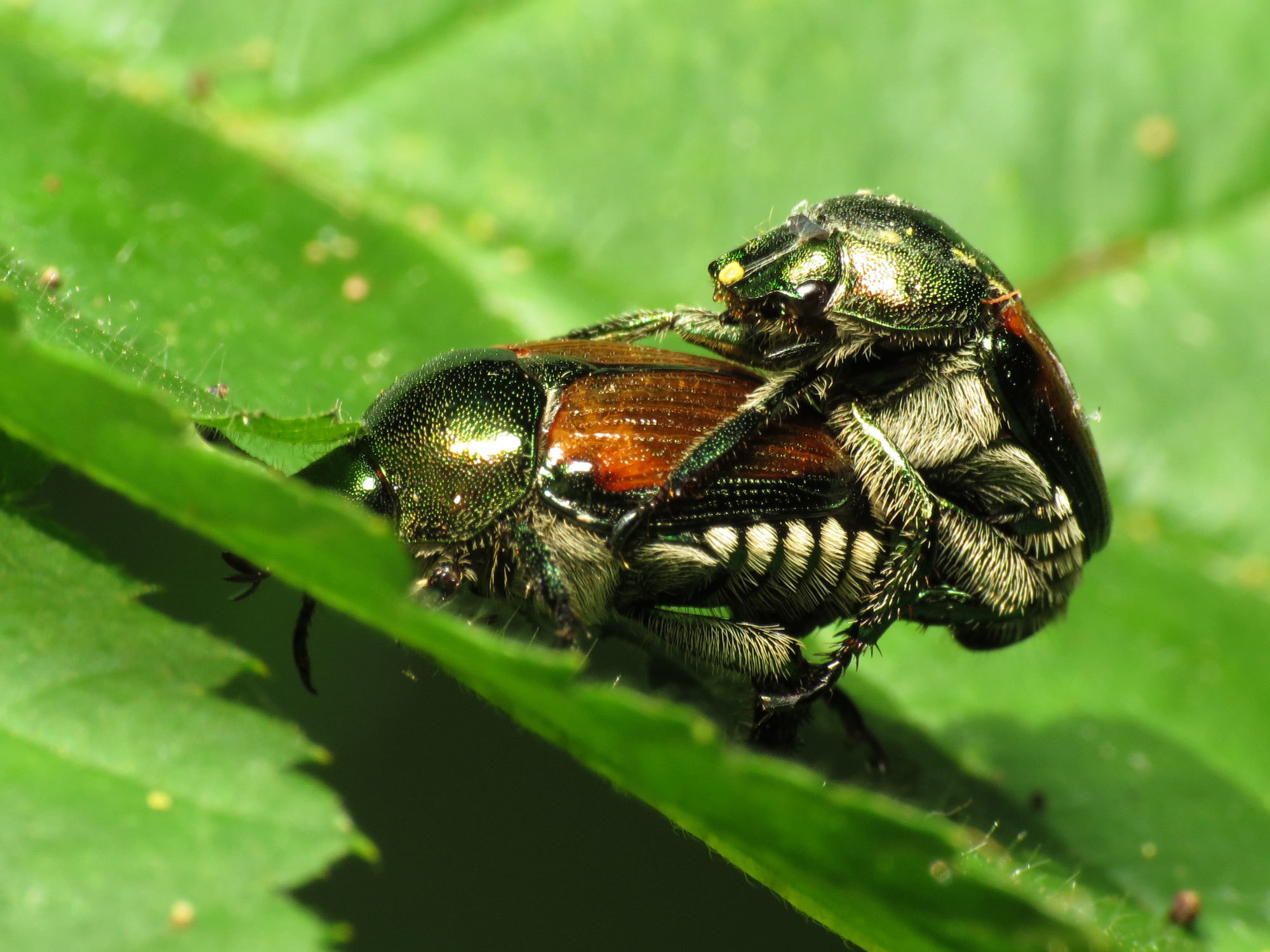 Image of Japanese beetle