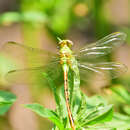 Imagem de Erpetogomphus crotalinus (Hagen ex Selys 1854)