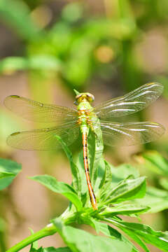 Image of Erpetogomphus crotalinus (Hagen ex Selys 1854)