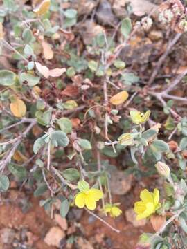 Helianthemum canariense (Jacq.) Pers.的圖片