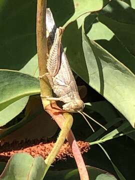 Image of Melanoplus herbaceus Bruner & L. 1893