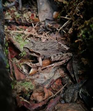 Image of Banded Wood Frog