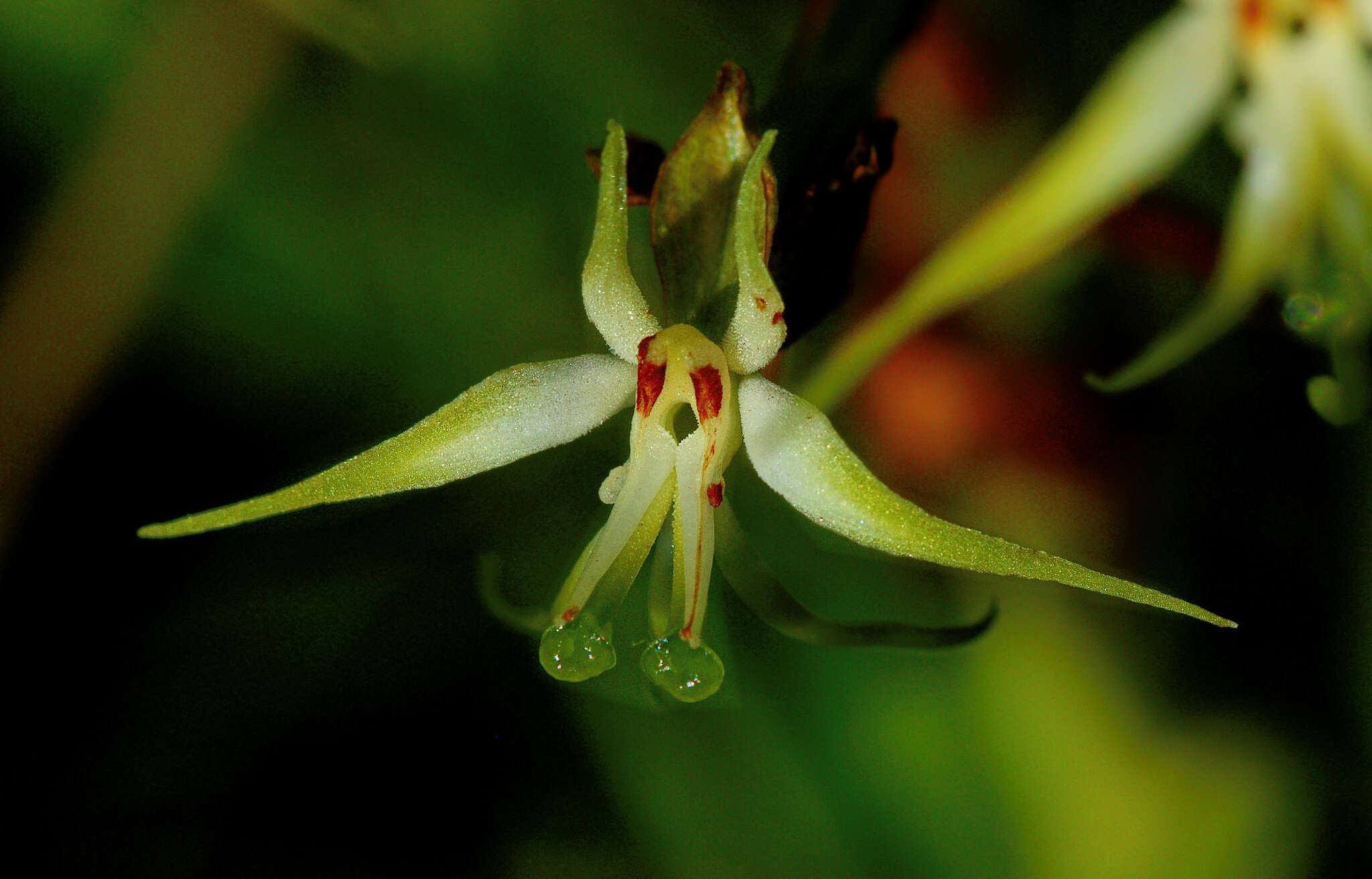 Image de Habenaria nyikana Rchb. fil.