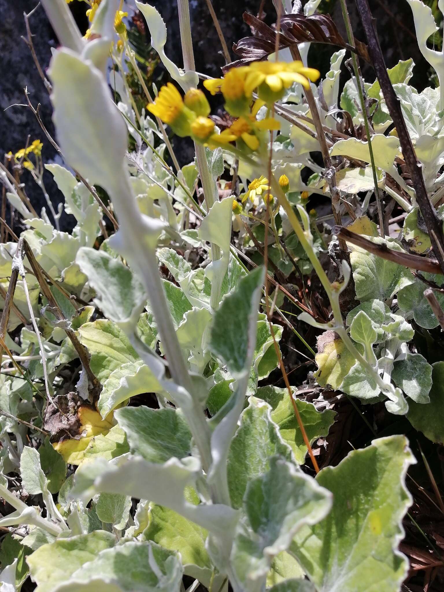 Image of Senecio verbascifolius Burm. fil.