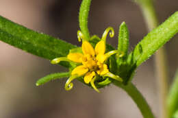 Image of Arizona blackfoot