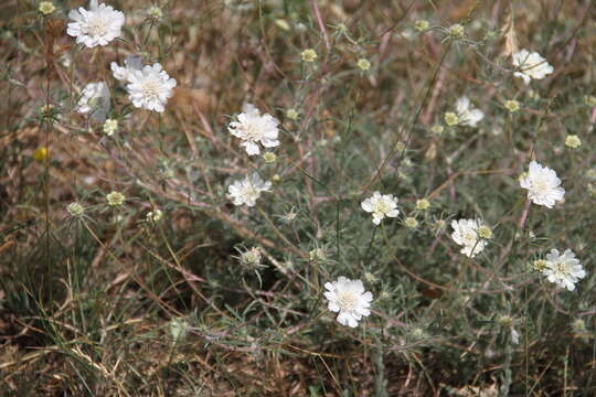 Image of Lomelosia argentea (L.) W. Greuter & Burdet