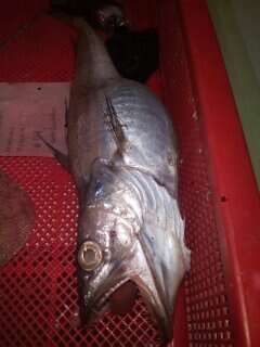 Image of Offshore Hake