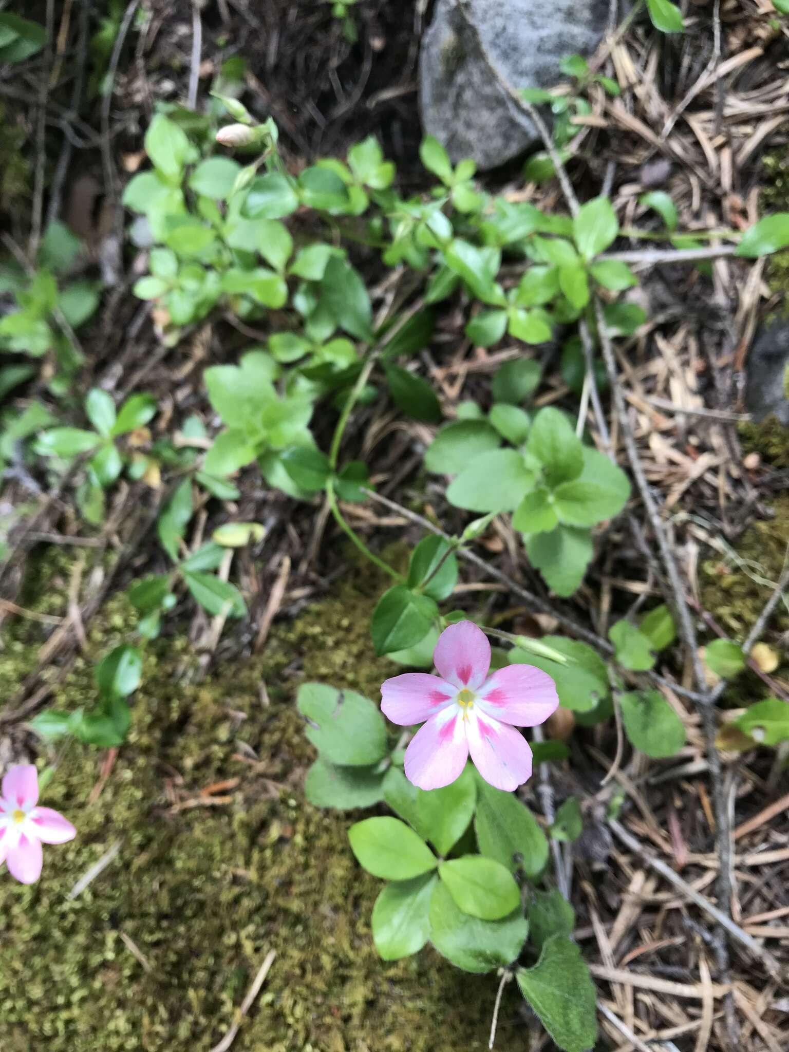 Image of northern phlox