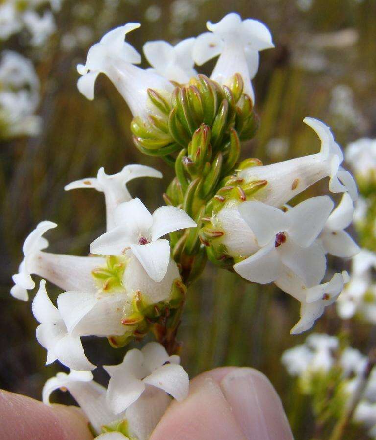 Image of Erica denticulata var. denticulata