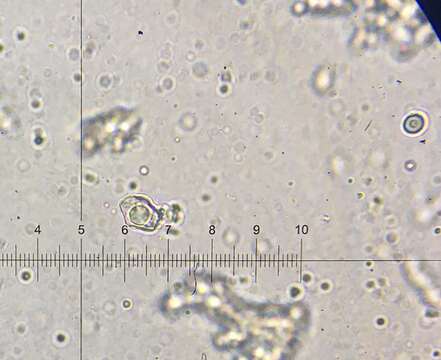 Image of Entoloma albinellum (Peck) Hesler 1967