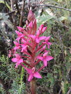 Image of Disa eminii Kraenzl.