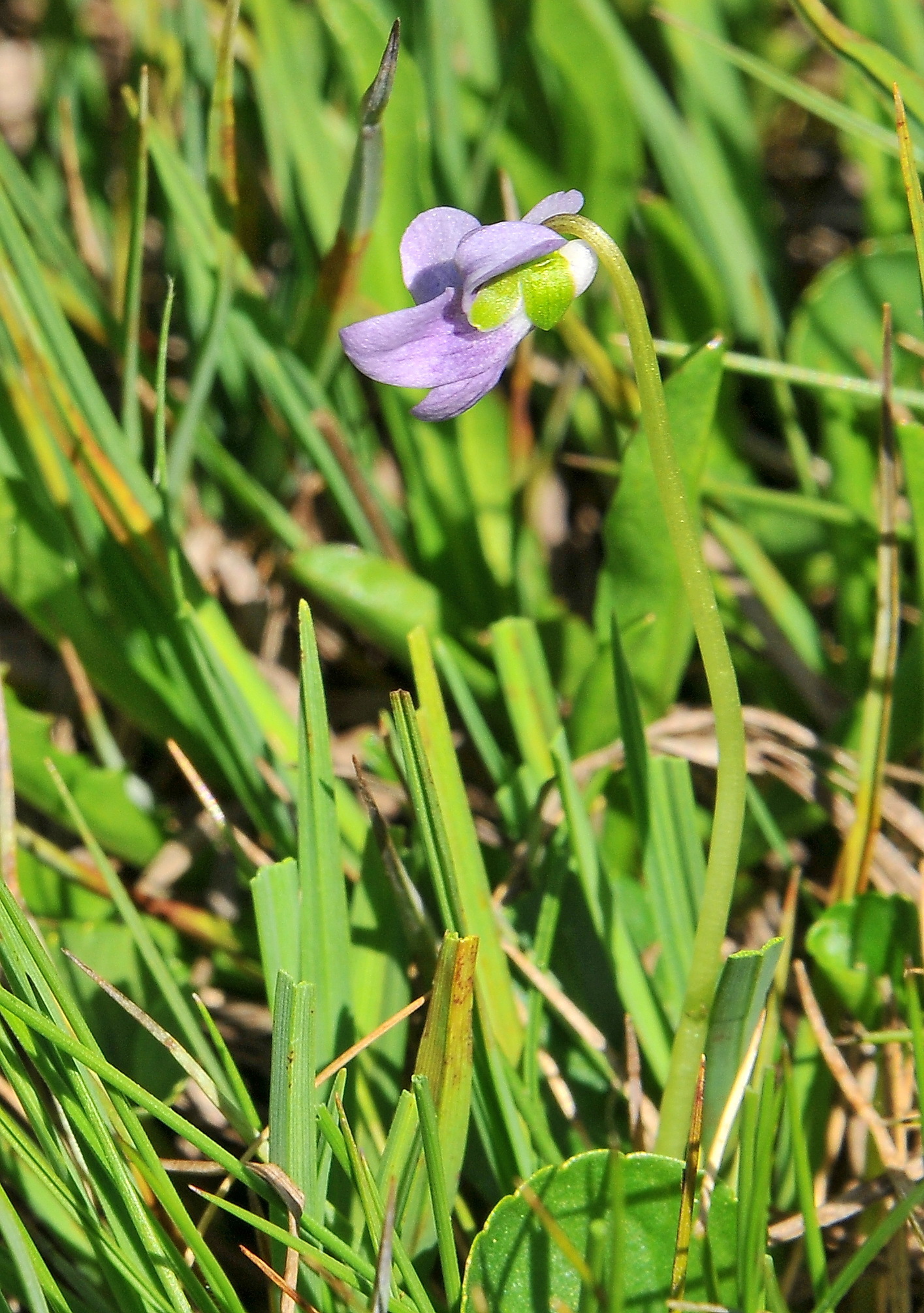Viola palustris (rights holder: Jos Mara Escolano)