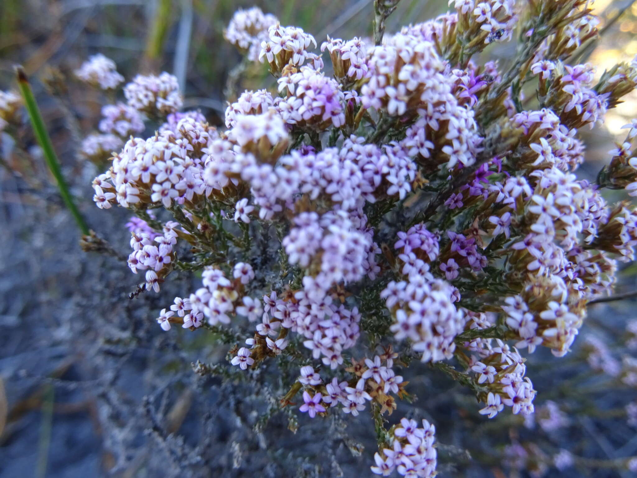 Image of Stoebe fusca (L.) Thunb.