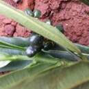 Image of Melicope discolor (Baker) T. G. Hartley