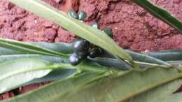 Image of Melicope discolor (Baker) T. G. Hartley