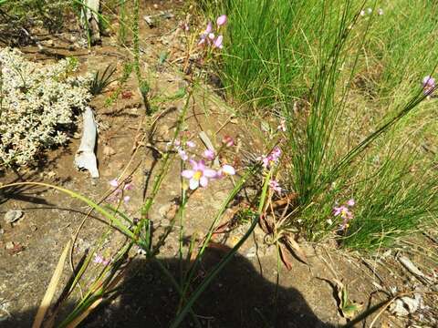 Image of Ixia scillaris subsp. scillaris