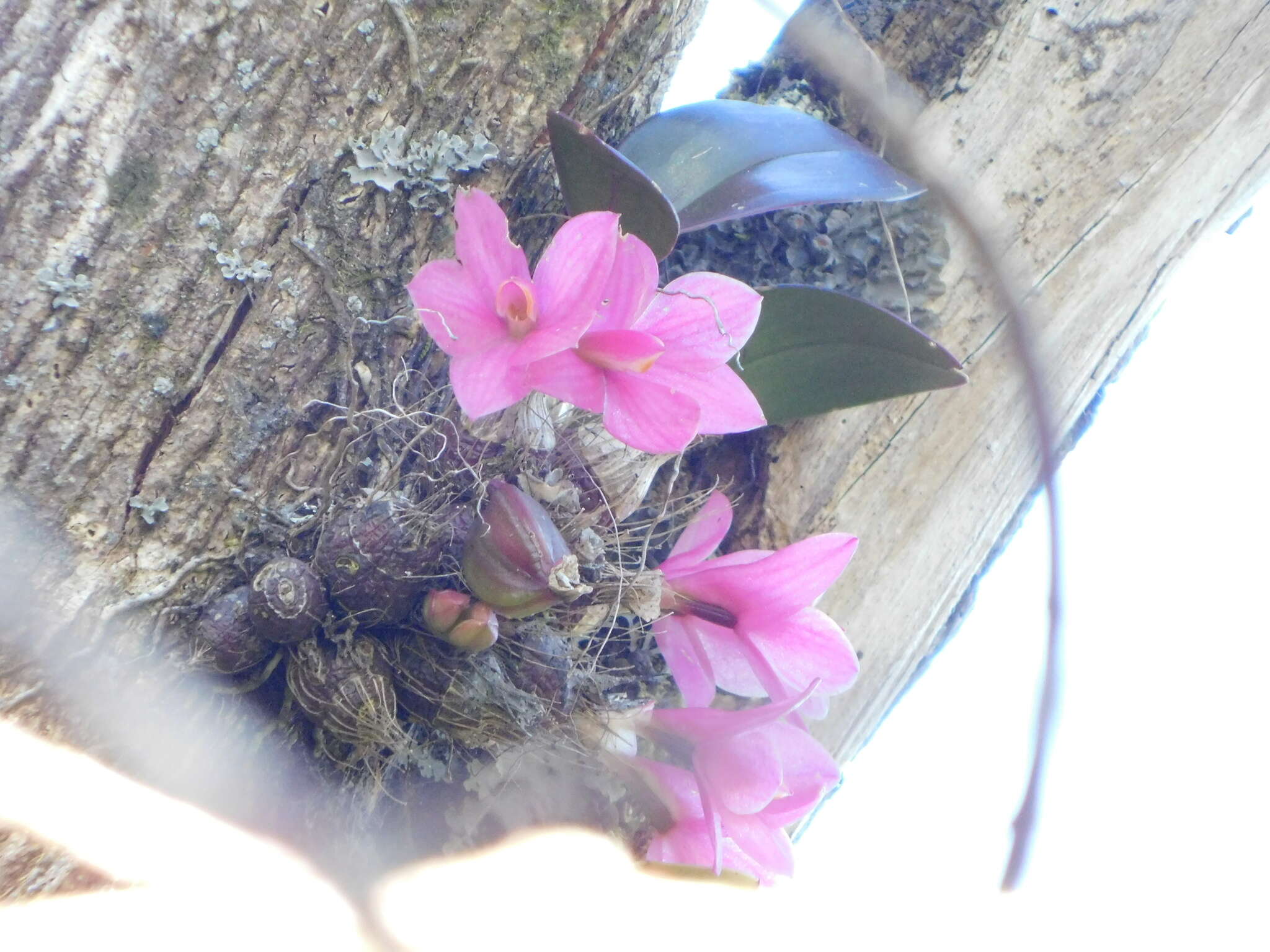 Image of Dendrobium laevifolium Stapf