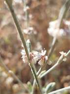 Image of wand buckwheat