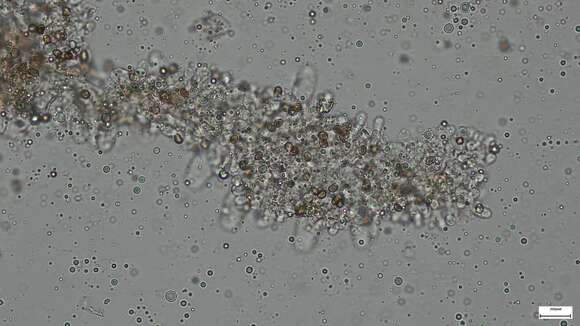 Image of Cystoagaricus strobilomyces (Murrill) Singer 1947