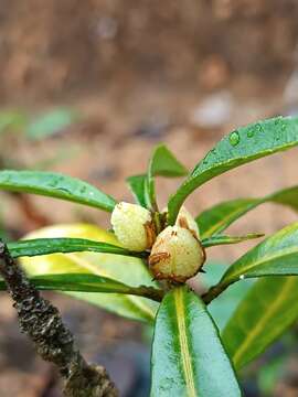 Image of Turnera glaziovii Urb.