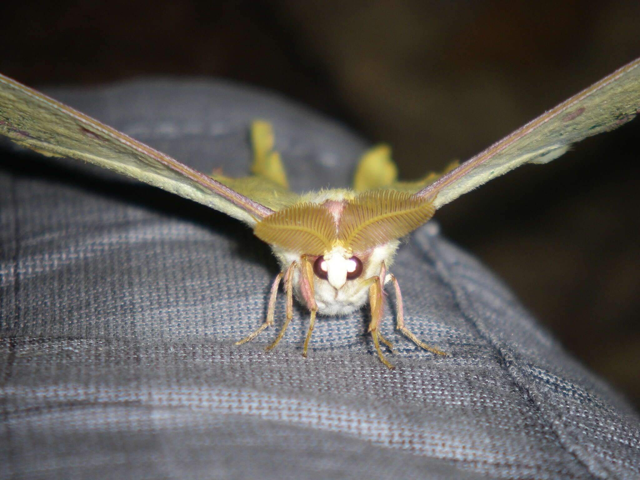 Imagem de Actias sinensis subaurea Kishida 1993