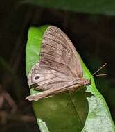 Image of Pareuptychia binocula Butler 1869