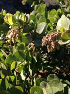 Image of Santa Rosa Island manzanita