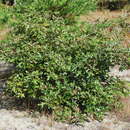 Imagem de Quercus caesariensis Moldenke