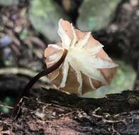 Image of Marasmius berteroi (Lév.) Murrill 1915