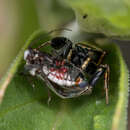 Image of Sassacus barbipes (Peckham & Peckham 1888)