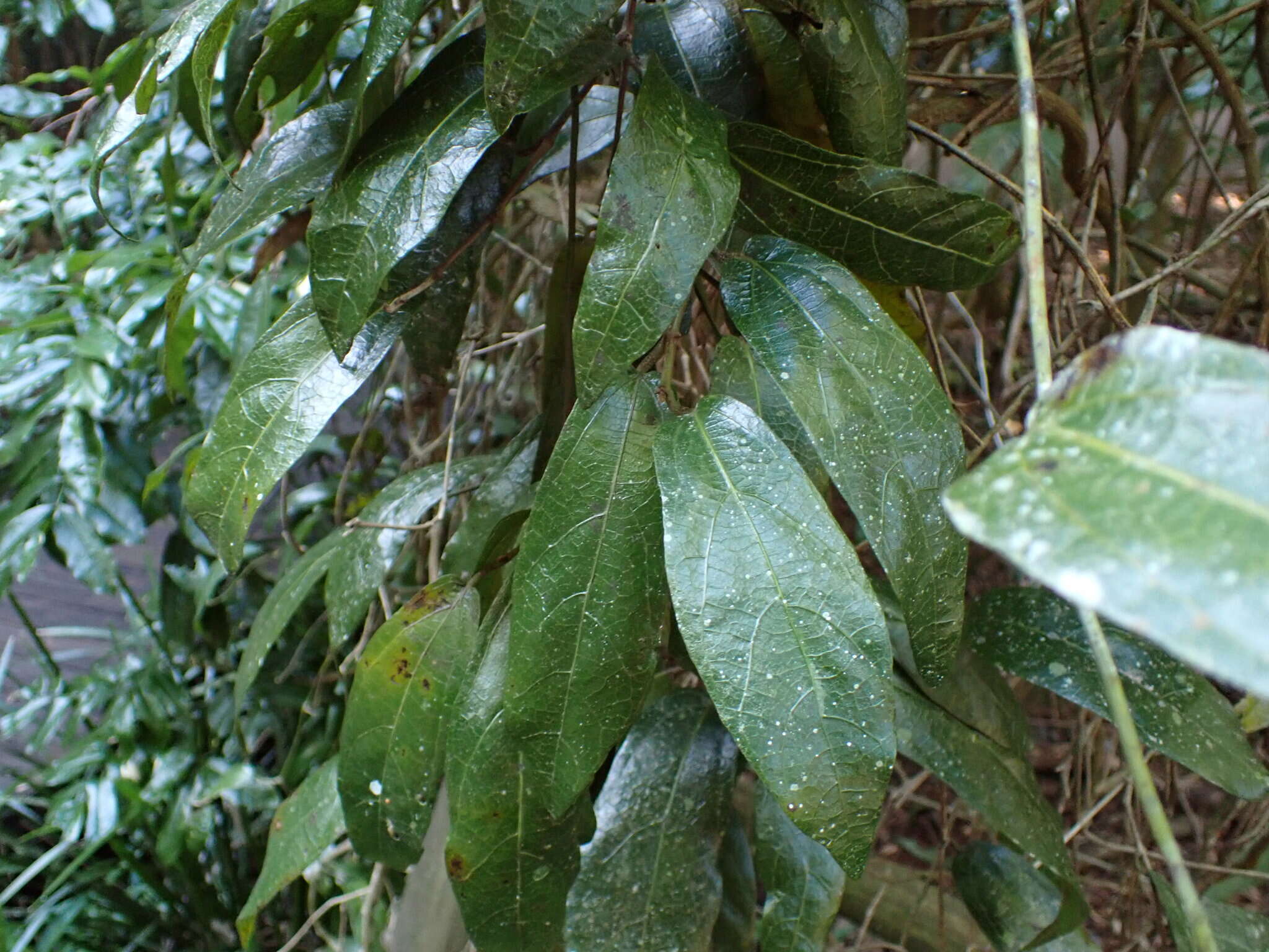 صورة Aristolochia praevenosa F. Müll.