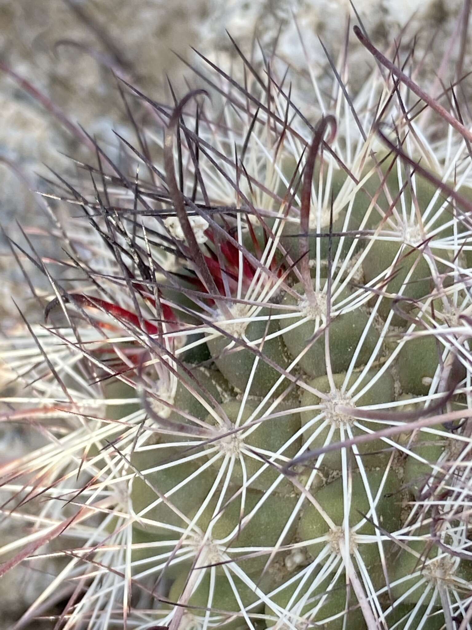 Image of Mammillaria hutchisoniana subsp. hutchisoniana