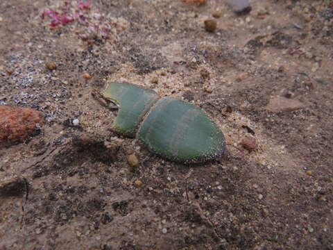 Image of Strumaria watermeyeri L. Bolus