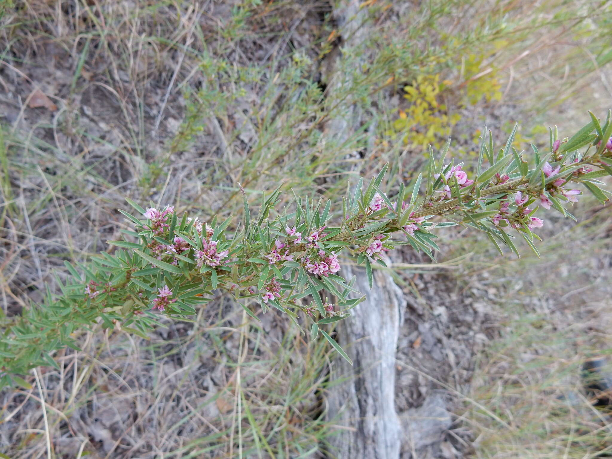 Lespedeza virginica (L.) Britton的圖片