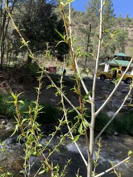 Image of narrowleaf cottonwood