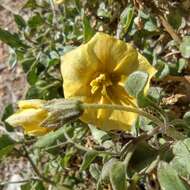 Image of yellow nightshade groundcherry