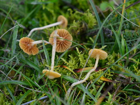 Imagem de Galerina graminea (Velen.) Kühner 1935