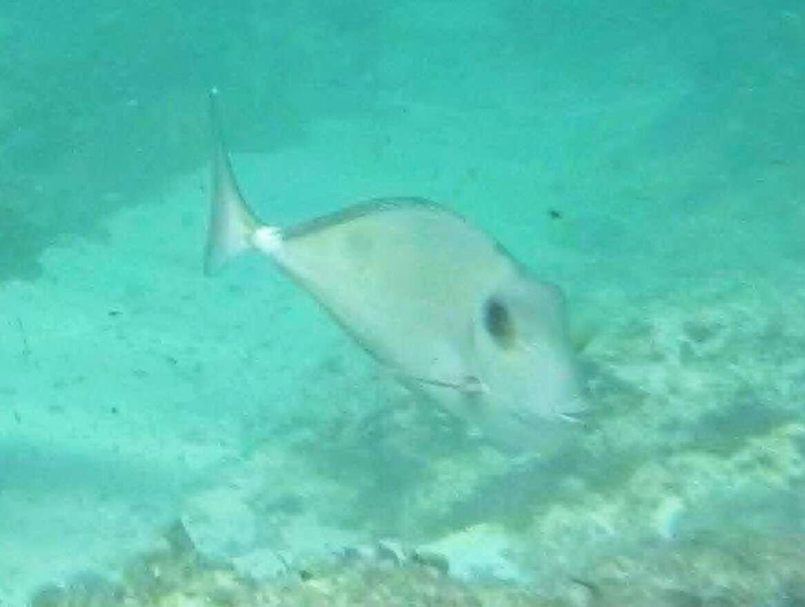 Image of Horseface Unicornfish